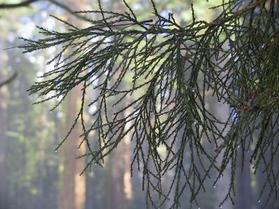g3/40/238940/3/56810218.10SierraRedwoodFoliage.jpg