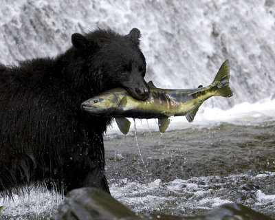 Alaskan Black Bear
