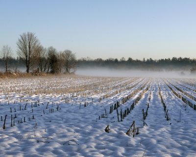 A wintery field in MA