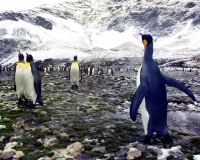 Fortuna Bay, South Georgia Islands