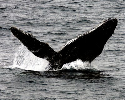 A hump back whale in Antarctica