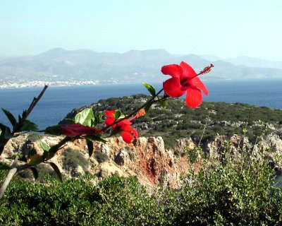 Hibiscus in Crete