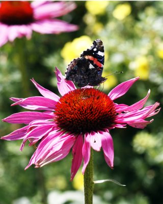 A moth on a flower in Winchester, England