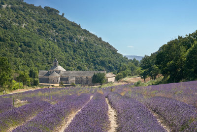 Lavender fields in Provence