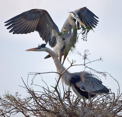 Jan 16 - Great Blue Herons nesting