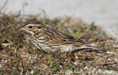 Jan 22 - Savannah Sparrow