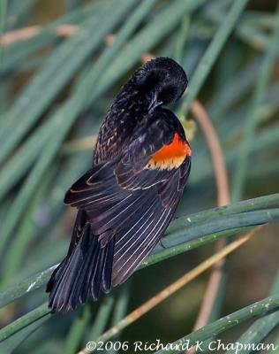 Jan 26 - Red-winged Blackbird