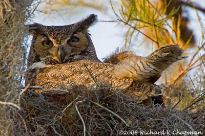 Feb 10 - Great Horned Owl