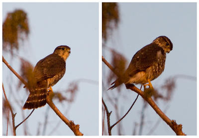 Feb 10 - Unidentified bird of prey