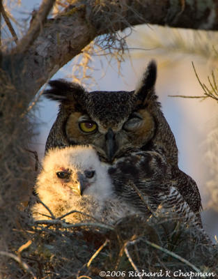 Feb 14 - Owl baby