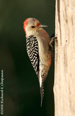 Feb 18 - Red-bellied Woodpecker