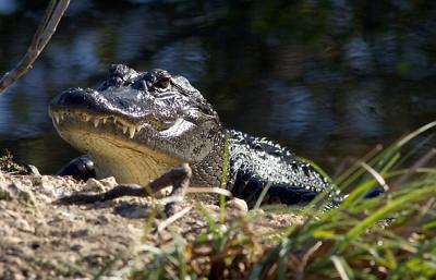 Feb 18 - Alligator
