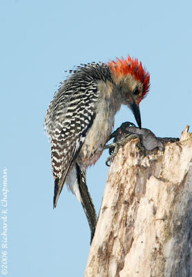 Feb 18 - Male Red-bellied Woodpecker