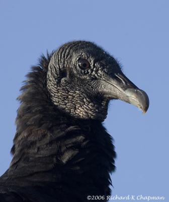 Feb 18 - Black Vulture closeup