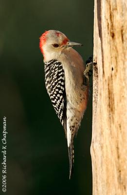 Feb 18 - Red-bellied Woodpecker reprocessed