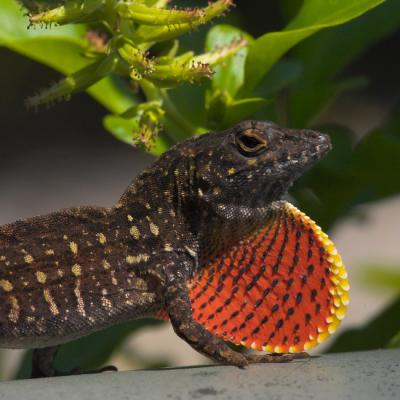 April 2 - Anole displaying