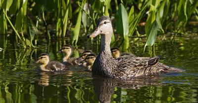 April 14 - Ducklings