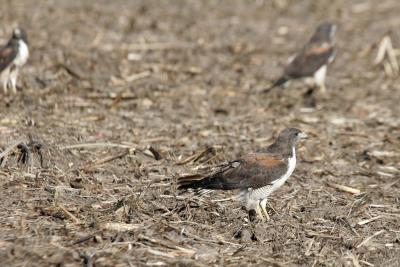 Three white tailed hawks