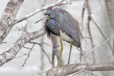 Tricolor Heron