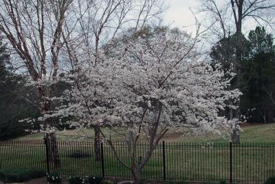 g3/40/368040/3/58475482.Weesiescheerytree.jpg