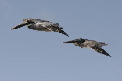 Pair of Brown Pelicans.jpg