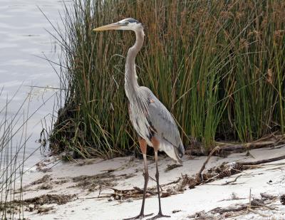 Best Blue Heron.jpg