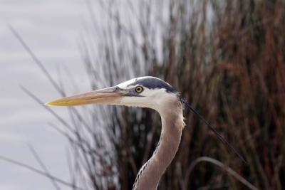 Great Blue at Orange Beach.jpg