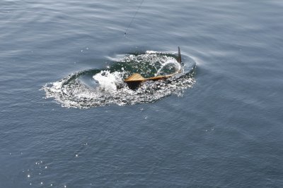 Fishing For Redfish