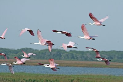 Spoonbill.jpg