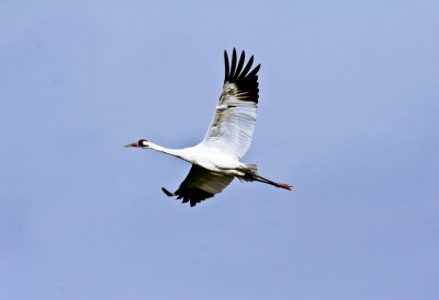 Whooping Cranes