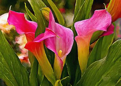 pink callas