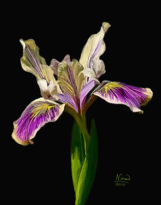 wild yellow purple iris