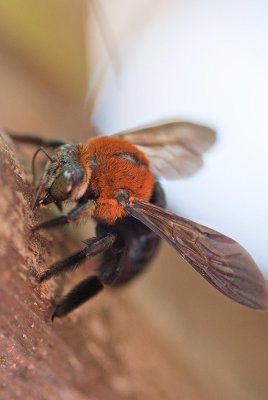 Tropical Bumblebee