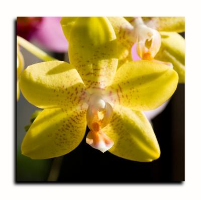 g3/40/382140/3/55482271.Orchid.jpg