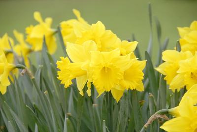 Daffodils