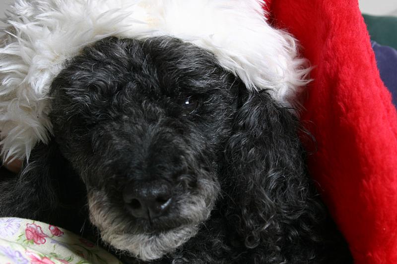 December 23rd - Festive Dog