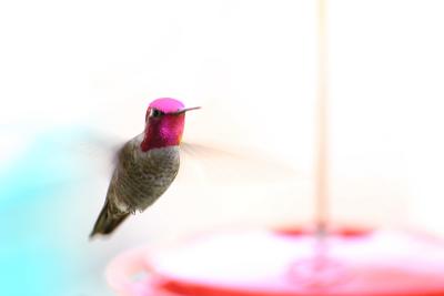 January 21st - Hummingbird