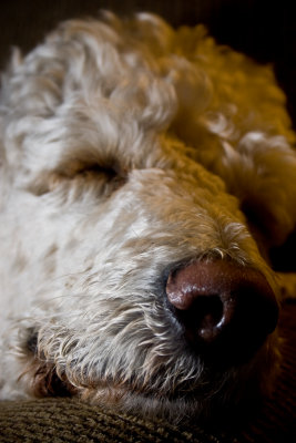 November 29th - Sleeping Dog