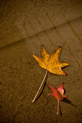 December 8th - Wet Leaves