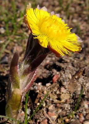 Tussilago 2