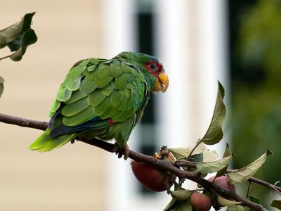 ParrotFemale01_31220.jpg