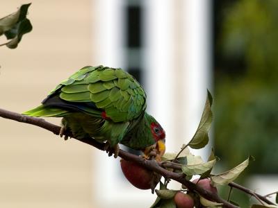 ParrotFemale02_31220.jpg