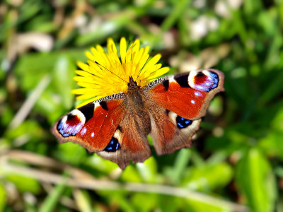 Peacock Butterfly on Dandelion