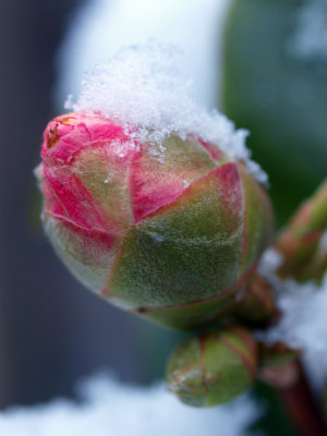 Bud in the Snow