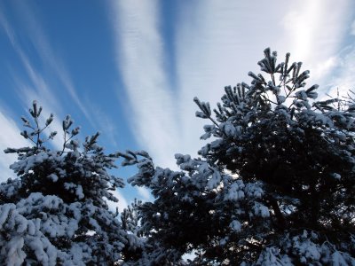 Winter Trees and Snow