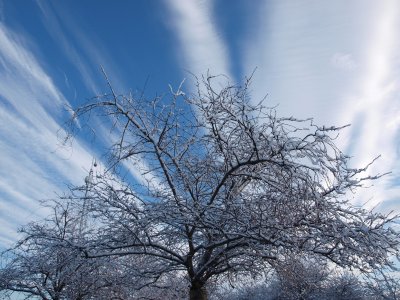 Winter Tree and Snow