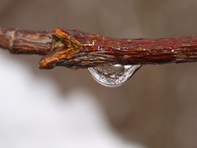 Waterdrop and Reflection on Branch