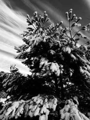 Trees in Black & White