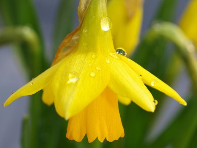 Daffodil & Raindrops
