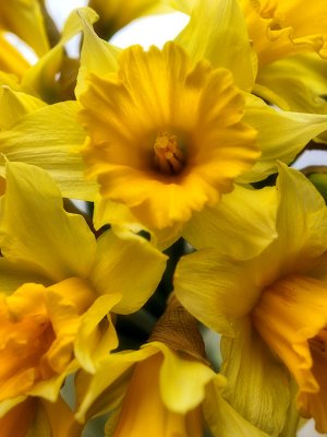 Daffodils